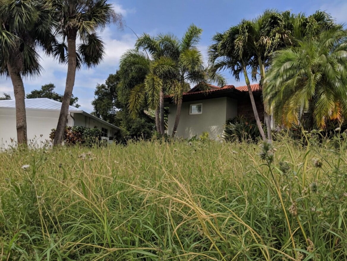 Overgrown front lawn with palm trees before TruEdge service